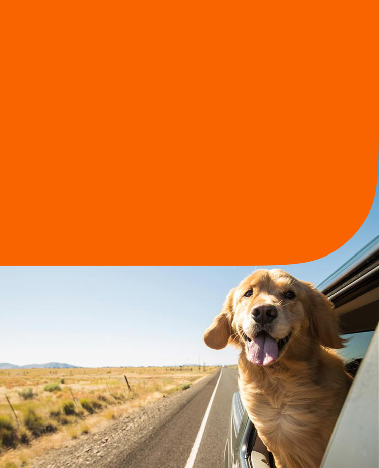 A dog on a road trip