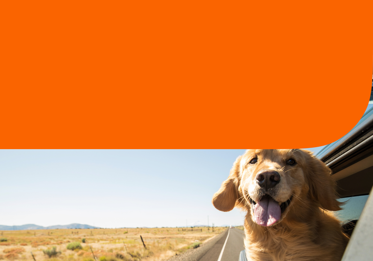 A dog on a road trip