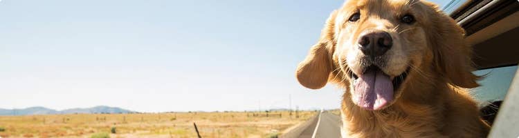 dog in car window